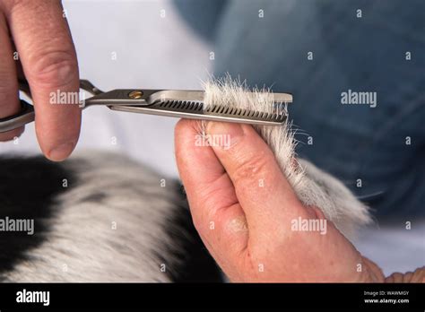 Dog hair cutting with the effilating scissors - grooming. Cute Jack ...
