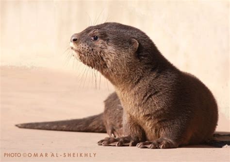 Smooth coated Otter — International Otter Survival Fund