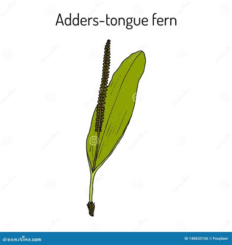 Adders-tongue Fern Ophioglossum Vulgatum , Medicinal Plant. Stock