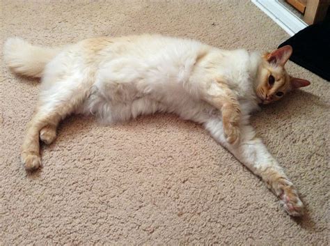 my cat Amber :Red point Balinese (pinner Lizzi J) | Cats, Animals, Balinese