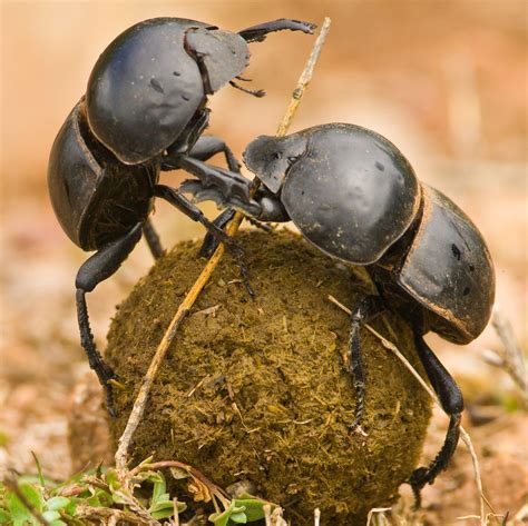 The Outsize Allure of South Africa's Flightless Dung Beetle - Atlas Obscura