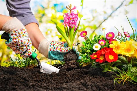 How Gardening Can Improve Your Health | Healthy Living Growing Organic