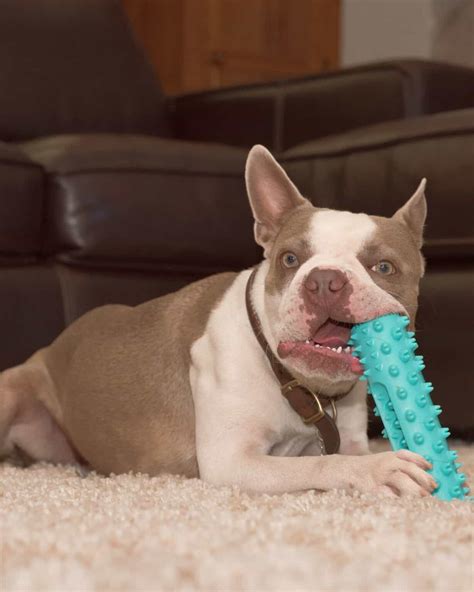 26 Boston Terrier Colors Explained (With Pictures)