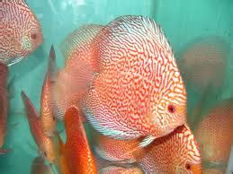 Discus Fish – Jati.id