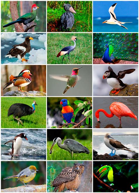 Aves