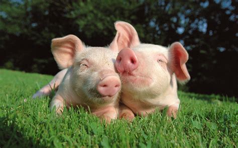 Baby Pig Wallpaper (56+ images)