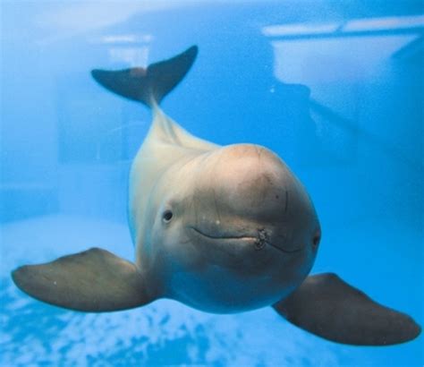 Finless Porpoise - Katie's Marine Bio Page