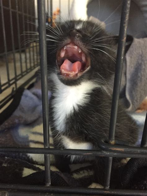 A very ferocious kitten!