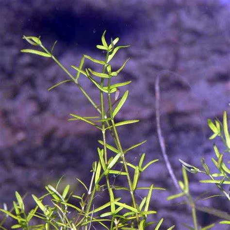 aquagreen fact sheet