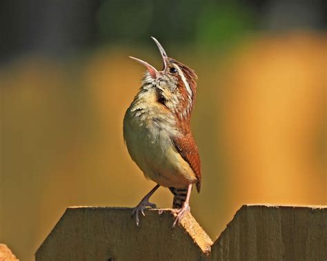 Carolina Wren | BirdForum