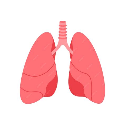 Premium Vector | Human lungs simple diagram of internal organ of respiratory system