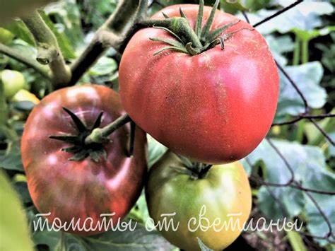 Дикий картофельный листик (ПРОЕКТ "DWARF TOMATO") - семена томатов