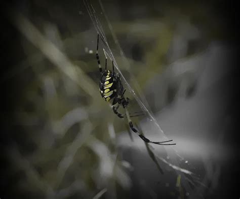 gold orb weaver photograph  cathy lindsey fine art america