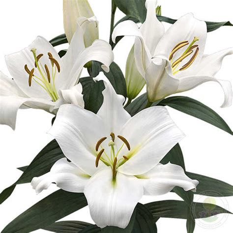 Лилия Замбези (Lilium Zambesi) купить луковицы в Москве по низкой цене ...