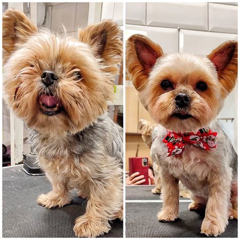 Haircut and care for senior dogs: features of caretaking for older dogs