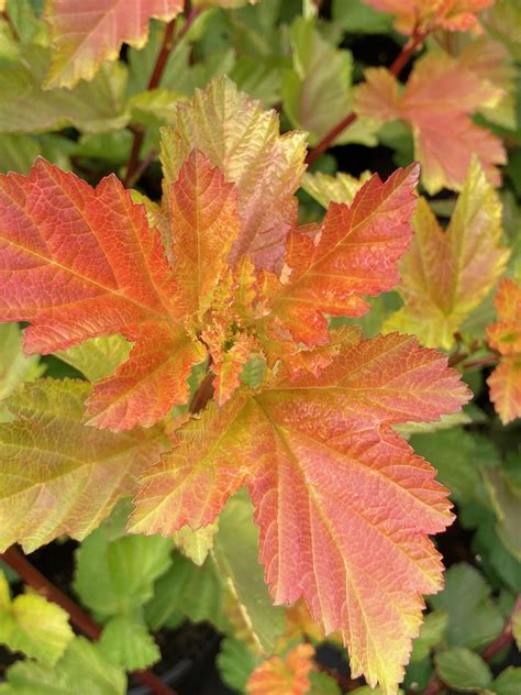 Physocarpus Opufolius Amber Jubilee | Emerald Plants