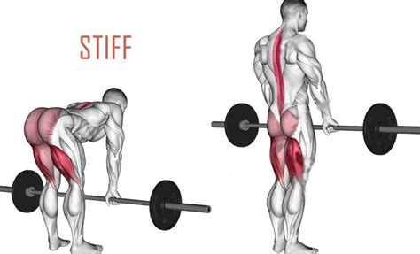 Para Que Serve O Exercício Stiff