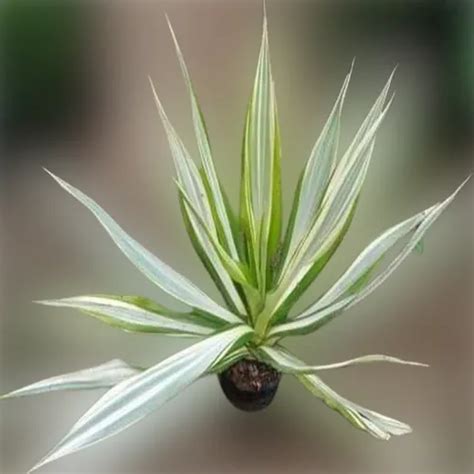 watered furcaria garden plant  piece  amroha id