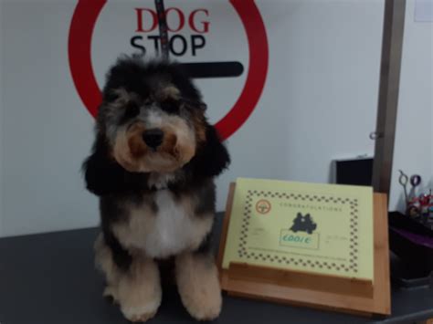 puppy grooms  dog stop grooming