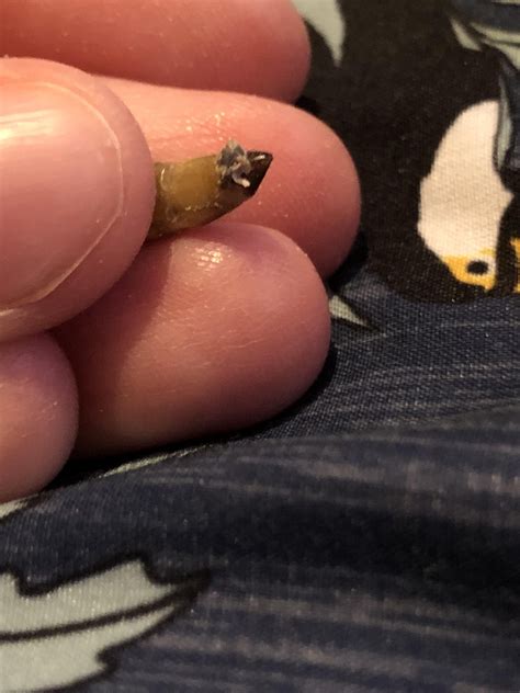 Diarrhoea? Yeast infection? Gangrene prolegs? : r/mealworms