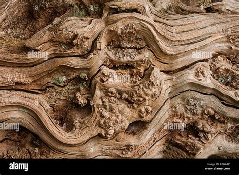 knotty timber stock photo alamy