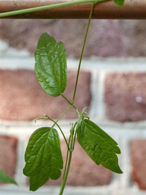 VINE: Clematis virginiana (Virgin’s-bower)