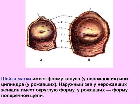 Анатомия и физиология женских половых органов - презентация онлайн