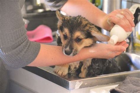how to prevent dogs from fleas