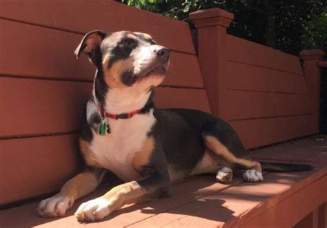 Atlanta GA - Beagle American Staffordshire Terrier Mix Dog For Adoption ...