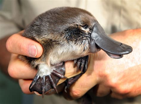 duckbill Found in Australia and Tasmania | Platypus, Cute baby animals