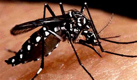 Sterilised mosquito trial slashes dengue-spreading population- The Week