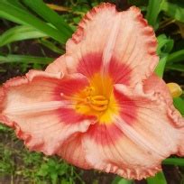 DIENLILIJAS