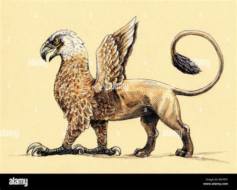 griffin illustration  res stock photography  images alamy