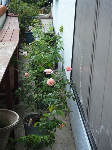 大風の時の不思議現象 ずっと咲いていて欲しいニュー・ウエーブ | ピーチヒルの薔薇日記 - 楽天ブログ