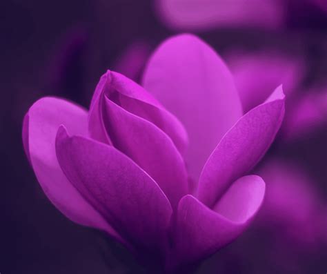 Intriguing Charm: Understanding the Psychology of Purple Color