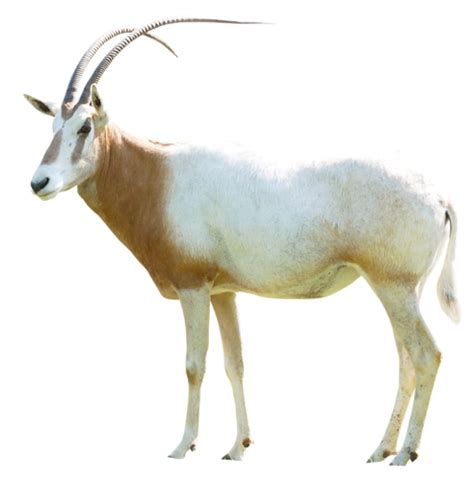 png köpek,png kedi,png ördek,png kurbağa,png sincap,png at,png kuğu,png ...