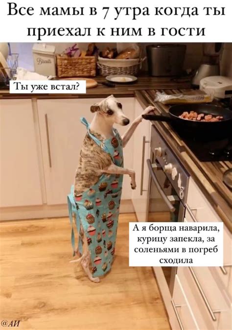 Мемы, собаки, юмор | Мемы, Собаки, Смешные хомячки