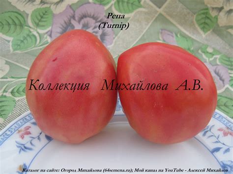 Репа