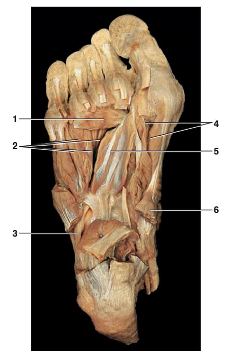 diagram  plantar aspect  foot  quizlet