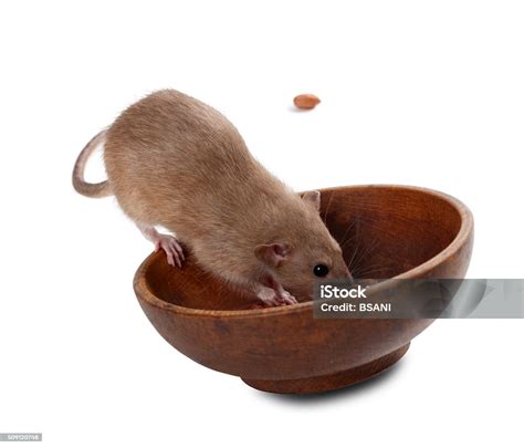 O Que Rato Gosta De Comer - Foto de Brown Gosta De Rato Comer Do Prato De Amendoim e mais fotos de ...