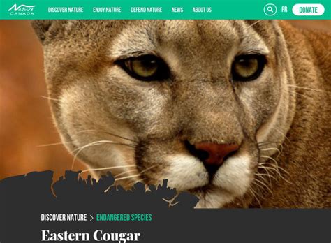 Nature Canada: Species Spotlight: Eastern Cougar Article for 9th - 10th ...