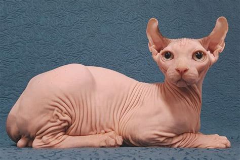 Minskin
