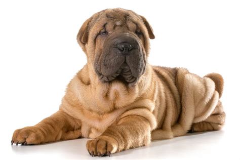 Chinese Shar-Pei - DOGSACTUALLY | Chinese shar pei, Pet food dispenser ...