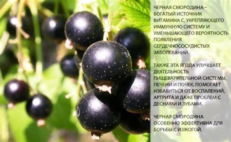 Смородина чёрная - калорийность, полезные свойства, польза и вред ...