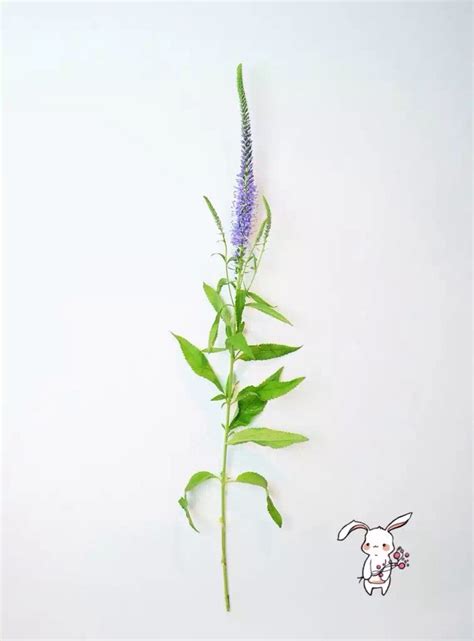 veronica spicata