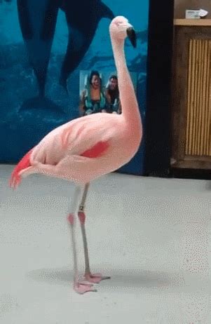 Flamingo GIFs - Find & Share on GIPHY