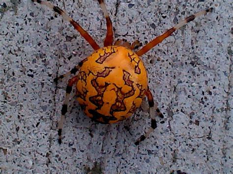 Orange Orbweaver Spider 2 by Ronnie-R15 on DeviantArt