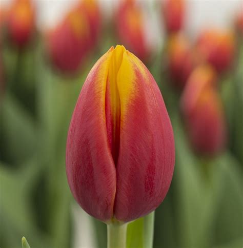 Hennie vander Most - Triumph Tulip - P. Aker Flower bulbs and Seeds
