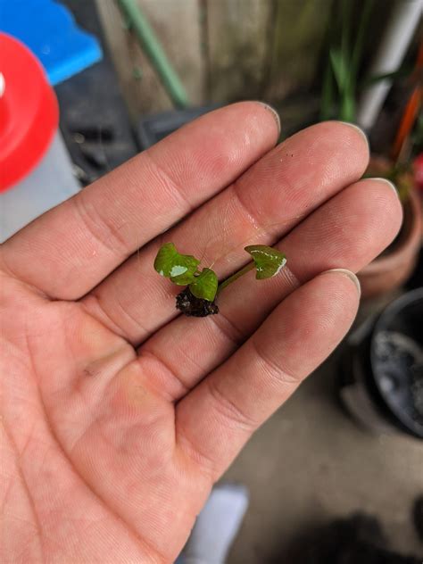 Mini lilies under water lily. : r/ponds