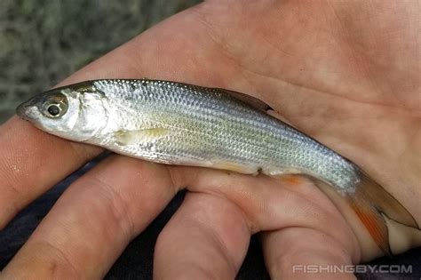 Подуст обыкновенный (Chondrostoma nasus) | FishingBY.com
